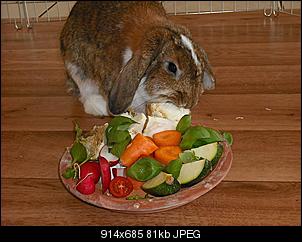 fuer-die-faq-gesunde-kaninchenmuemmelfotos-muemmelbilder-002.jpg