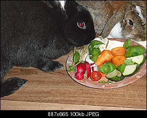 fuer-die-faq-gesunde-kaninchenmuemmelfotos-muemmelbilder-008.jpg
