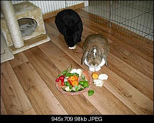 fuer-die-faq-gesunde-kaninchenmuemmelfotos-muemmelbilder-010.jpg