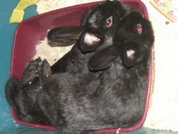 Name:  Fluffy und Mine.jpg
Hits: 442
Gr��e:  61,7 KB