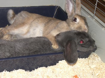 Name:  Benny und Lilly.jpg
Hits: 437
Gr��e:  65,5 KB