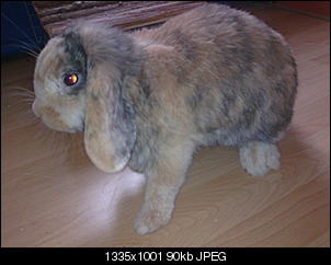 bounty-die-kleine-freche-a205-1-.jpg
