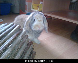 bounty-die-kleine-freche-a204-1-.jpg
