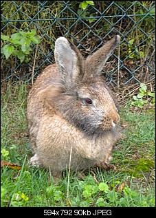 welche-rasse-koennte-frieda-sein-dscn3749.jpg