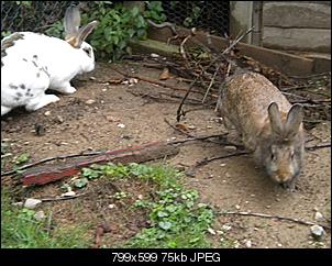 welche-rasse-koennte-frieda-sein-dscn3748.jpg