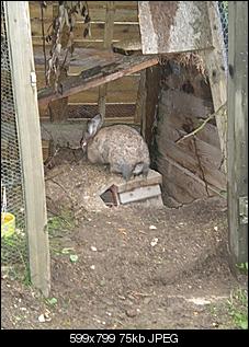 welche-rasse-koennte-frieda-sein-dscn3773.jpg