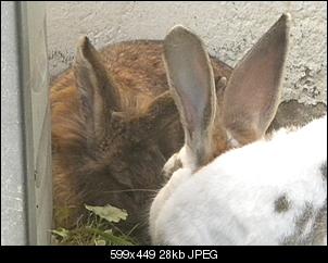 welche-rasse-koennte-frieda-sein-dscn3802.jpg