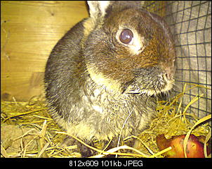 hase-sieht-krank-aus-hilfe-dsc00777.jpg