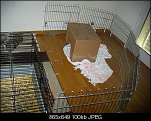 das-innengehege-von-schnueffi-susi-foto-fuer-kaninchenforum-001.jpg