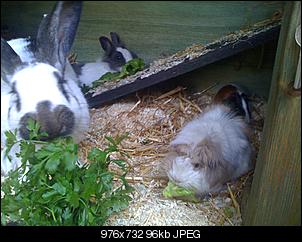 unser-neuer-stall-img_1870.jpg