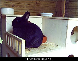 haus-fuer-meine-kaninchen-jd310018.jpg