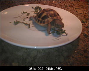 schildkroeten-538.jpg