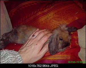 vorstellung-meiner-hasen-mary.jpg