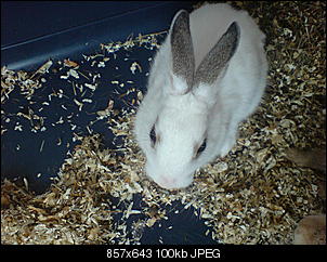 kaninchen-zu-verschenken-dsc00158.jpg