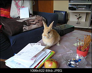 darf-vorstellen-meine-suessen-zwerge-pic00070.jpg