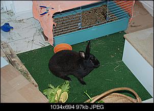 rette-mich-vorm-tierheim-dsc_4016-1.jpg