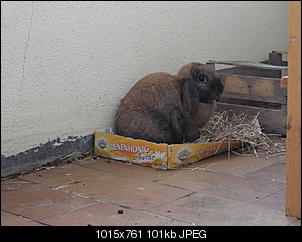 darf-vorstellen-meine-suessen-zwerge-dscf0657.jpg