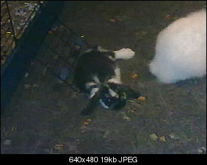 meine-kaninchen-bilder-12082010814.jpg