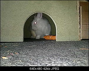 meine-kaninchen-bilder-15082010824.jpg