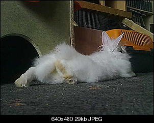 meine-kaninchen-bilder-15082010826.jpg