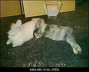 meine-kaninchen-bilder-31052010717.jpg