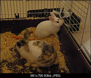 meine-beiden-ninchen-3-p1010963.jpg