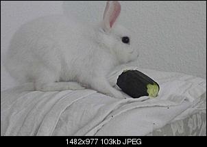 meine-beiden-ninchen-3-p1010946.jpg