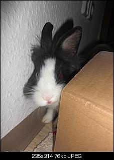 trixie-rocco-stellen-sich-vor-cimg1171.jpg