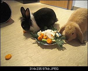trixie-rocco-stellen-sich-vor-cimg1227.jpg