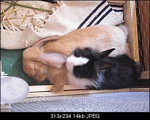trixie-rocco-stellen-sich-vor-cimg1239.jpg