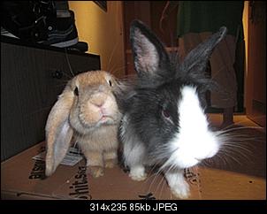 trixie-rocco-stellen-sich-vor-cimg1257.jpg