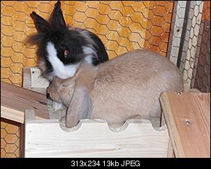 trixie-rocco-stellen-sich-vor-cimg1267.jpg
