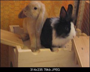 trixie-rocco-stellen-sich-vor-cimg1247.jpg