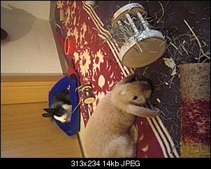 trixie-rocco-stellen-sich-vor-hgjh.jpg