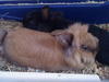 Benutzerbild von Baby-Peach