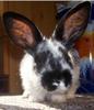 Benutzerbild von der_verr�ckte_Jack