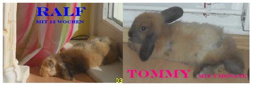 http://www.kaninchenforum.de/image.php?type=sigpic&userid=7477&dateline=1313244  902