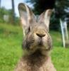 Benutzerbild von Kaninchen23