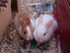 Benutzerbild von Lily&Snowy
