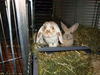 Benutzerbild von L�ckchen88