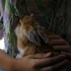 Benutzerbild von L�wenwidder