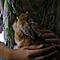 L�wenwidder