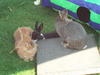 Benutzerbild von Nala&Joy
