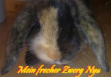 http://www.kaninchenforum.de/image.php?type=sigpic&userid=4405&dateline=1281965  539