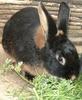 Benutzerbild von Rabbit