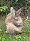 Zaubermaus