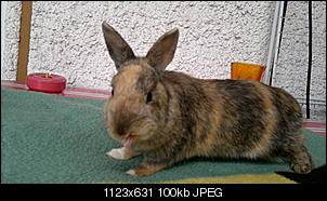 Fotowettbewerb Oktober: "Zungen-Kaninchen"-14052011260.jpg