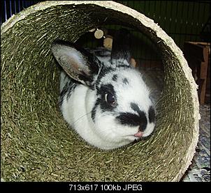 Fotowettbewerb Oktober: "Zungen-Kaninchen"-p1010192.jpg