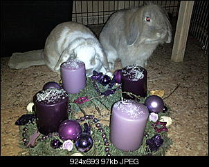 Fotowettbewerb Dezember: "Weihnachtskaninchen"-foto1715.jpg