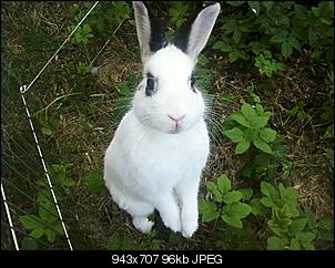 Fotowettbewerb M�rz: "Fr�hlingskaninchen"-foto-0344.jpg
